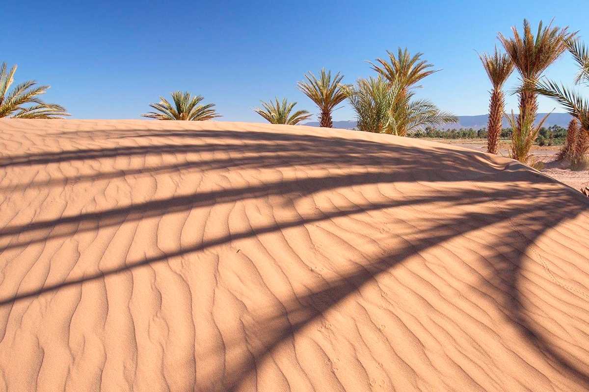 Palm desert steam фото 29